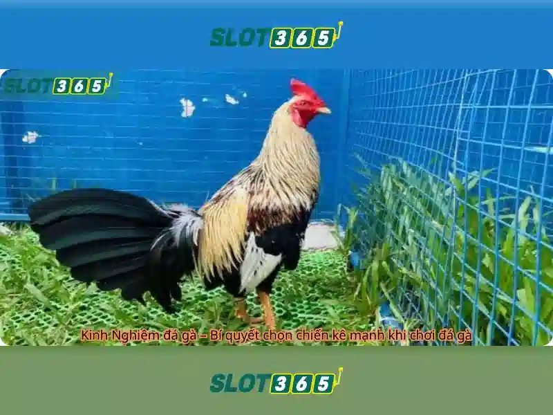 Trò chơi đa dạng và chất lượng